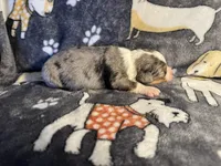 Rosey, a female Miniature Australian Shepherd for sale in Bokoshe, OK – Photo 4 of 5