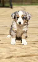 Rosey, a female Miniature Australian Shepherd for sale in Bokoshe, OK – Photo 2 of 10