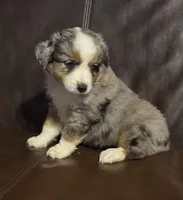 Rosey, a female Miniature Australian Shepherd for sale in Bokoshe, OK – Photo 5 of 10