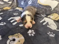 Rosey, a female Miniature Australian Shepherd for sale in Bokoshe, OK – Photo 1 of 5