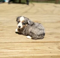 Rosey, a female Miniature Australian Shepherd for sale in Bokoshe, OK – Photo 3 of 10