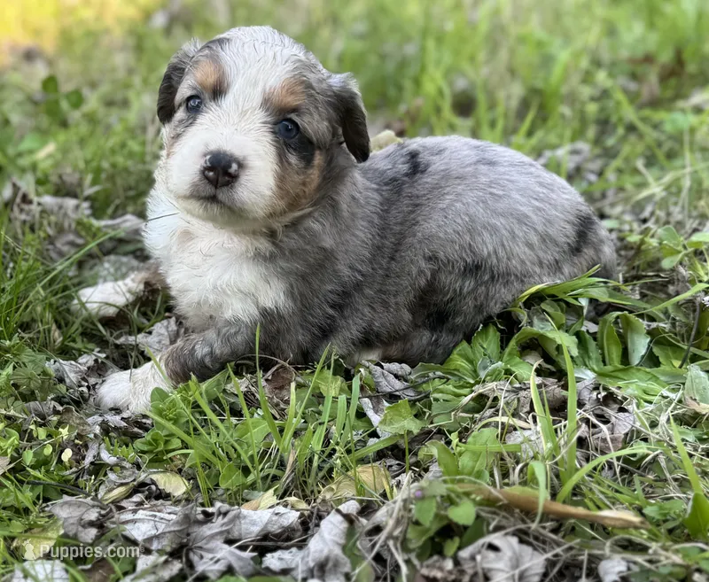 Rosey – Miniature Australian Shepherd puppy for sale in Bokoshe, OK