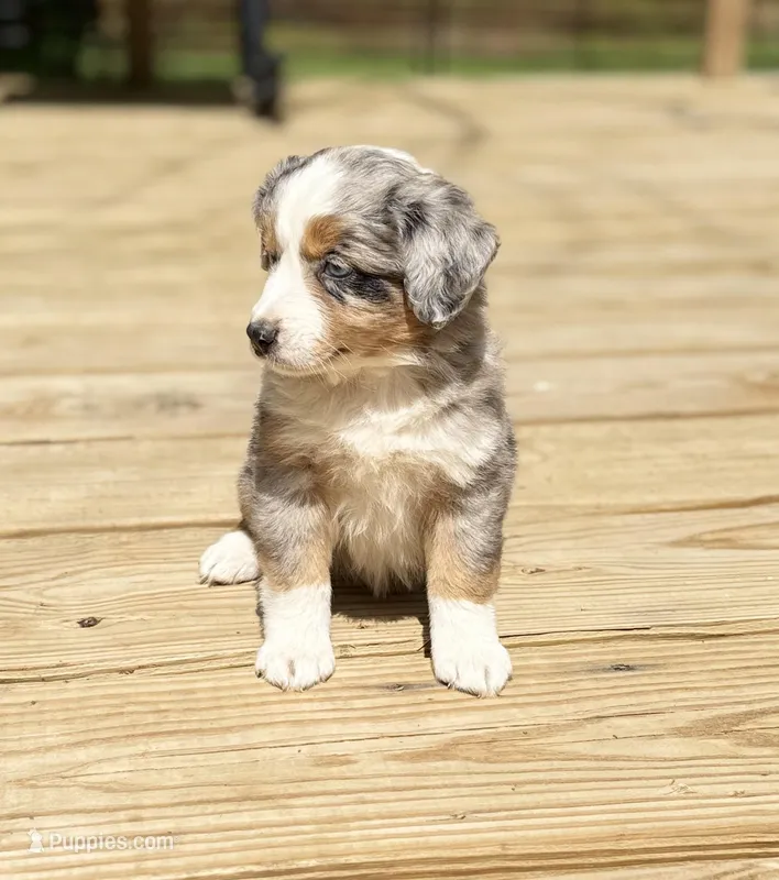Rosey – Miniature Australian Shepherd puppy for sale in Bokoshe, OK