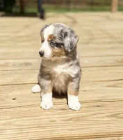 Rosey, a female Miniature Australian Shepherd for sale in Bokoshe, OK – Photo 1 of 10