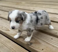Buddy, a male Miniature Australian Shepherd for sale in Bokoshe, OK – Photo 8 of 10