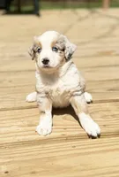 Buddy, a male Miniature Australian Shepherd for sale in Bokoshe, OK – Photo 4 of 10