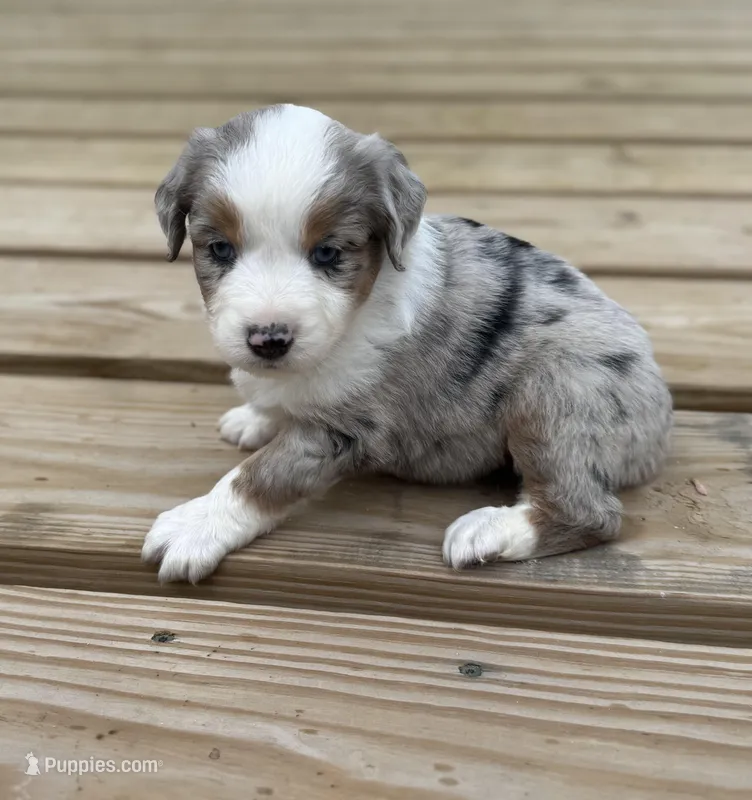 Buddy – Miniature Australian Shepherd puppy for sale in Bokoshe, OK
