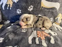 Buddy, a male Miniature Australian Shepherd for sale in Bokoshe, OK – Photo 6 of 6