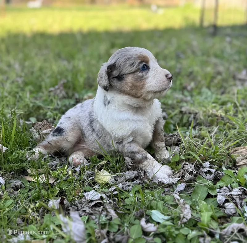 Buddy – Miniature Australian Shepherd puppy for sale in Bokoshe, OK