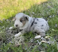 Buddy, a male Miniature Australian Shepherd for sale in Bokoshe, OK – Photo 9 of 10