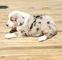 Buddy, a male Miniature Australian Shepherd for sale in Bokoshe, OK – Photo 3 of 10