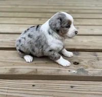 Buddy, a male Miniature Australian Shepherd for sale in Bokoshe, OK – Photo 7 of 10