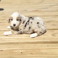 Buddy, a male Miniature Australian Shepherd for sale in Bokoshe, OK – Photo 2 of 10