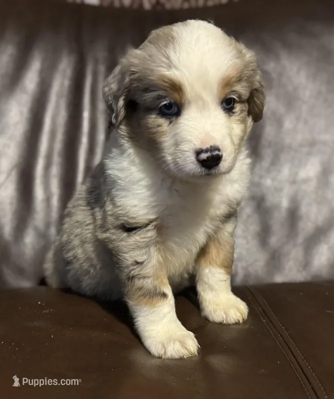 Buddy – Miniature Australian Shepherd puppy for sale in Bokoshe, OK