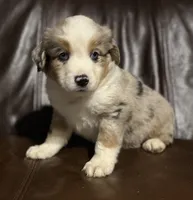 Buddy, a male Miniature Australian Shepherd for sale in Bokoshe, OK – Photo 5 of 10