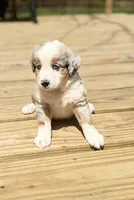 Buddy, a male Miniature Australian Shepherd for sale in Bokoshe, OK – Photo 1 of 10