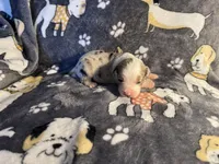 Buddy, a male Miniature Australian Shepherd for sale in Bokoshe, OK – Photo 4 of 6