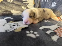 Buddy, a male Miniature Australian Shepherd for sale in Bokoshe, OK – Photo 2 of 6