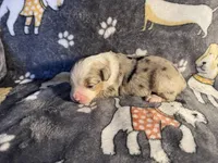 Buddy, a male Miniature Australian Shepherd for sale in Bokoshe, OK – Photo 5 of 6