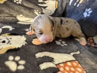 Buddy, a male Miniature Australian Shepherd for sale in Bokoshe, OK – Photo 1 of 6