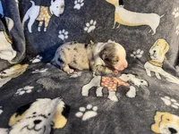 Buddy, a male Miniature Australian Shepherd for sale in Bokoshe, OK – Photo 3 of 6