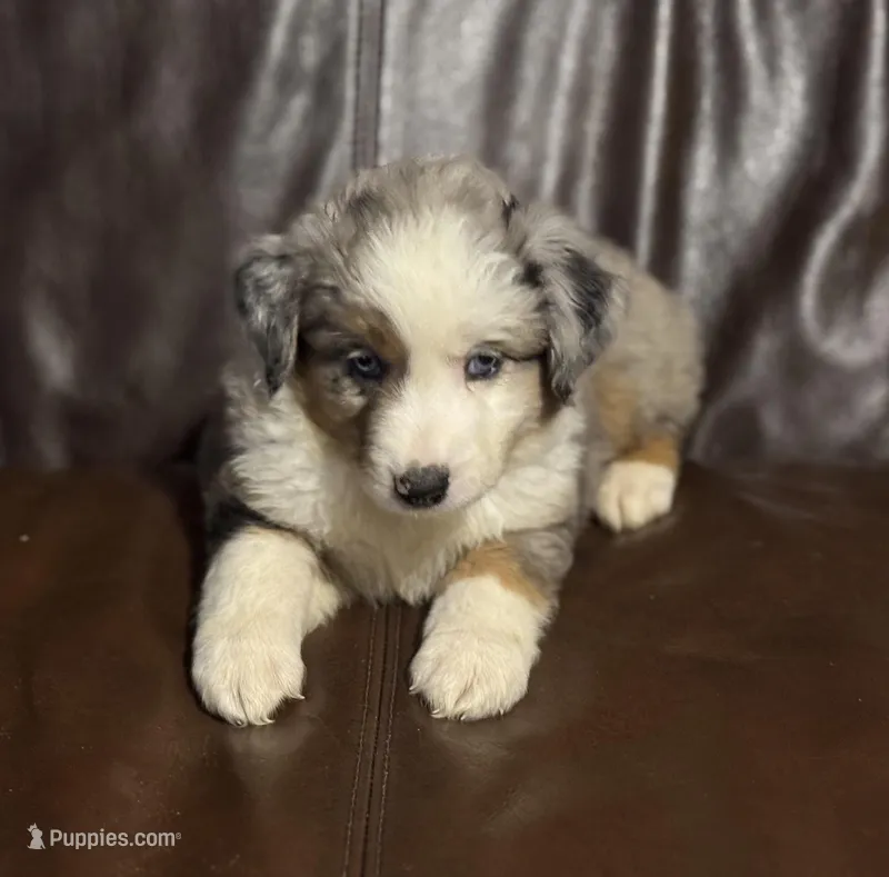 Patch – Miniature Australian Shepherd puppy for sale in Bokoshe, OK