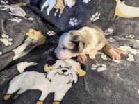 Patch, a male Miniature Australian Shepherd for sale in Bokoshe, OK – Photo 4 of 5