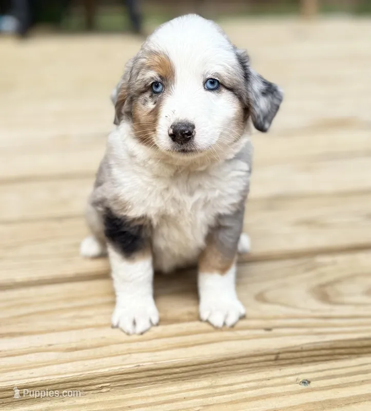Patch – Miniature Australian Shepherd puppy for sale in Bokoshe, OK