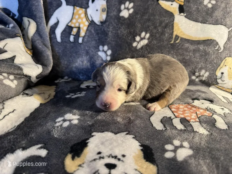 Patch – Miniature Australian Shepherd puppy for sale in Bokoshe, OK