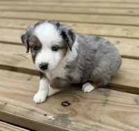 Patch, a male Miniature Australian Shepherd for sale in Bokoshe, OK – Photo 8 of 10