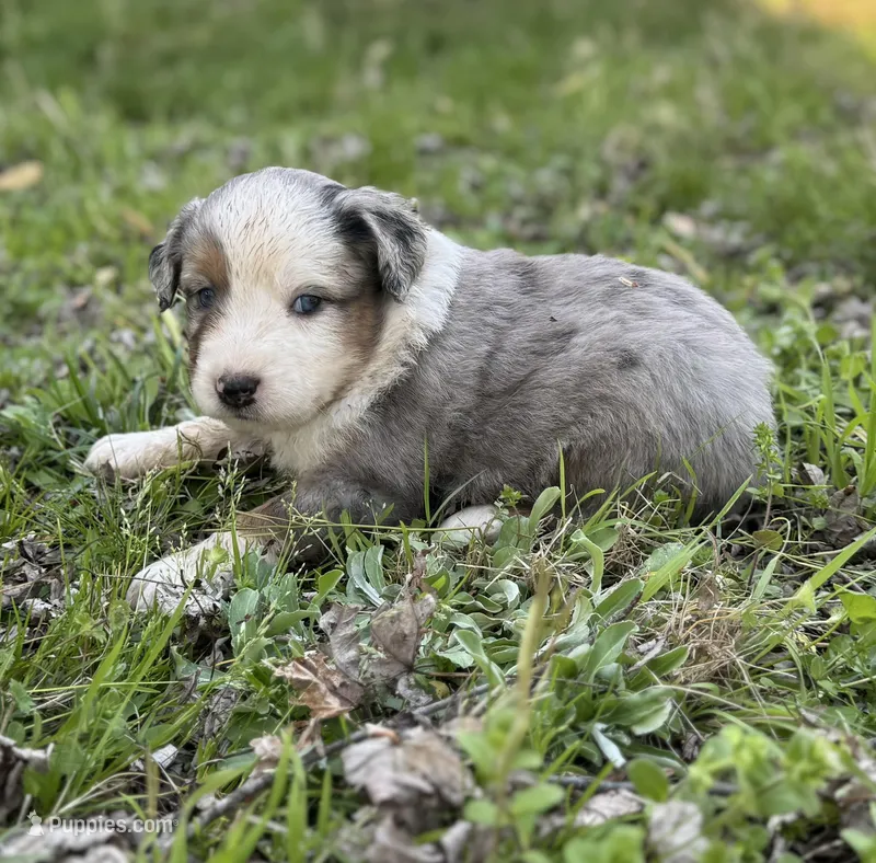 Patch – Miniature Australian Shepherd puppy for sale in Bokoshe, OK