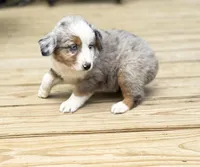 Patch, a male Miniature Australian Shepherd for sale in Bokoshe, OK – Photo 5 of 10