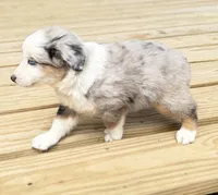 Patch, a male Miniature Australian Shepherd for sale in Bokoshe, OK – Photo 4 of 10