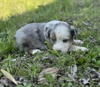 Patch, a male Miniature Australian Shepherd for sale in Bokoshe, OK – Photo 9 of 10