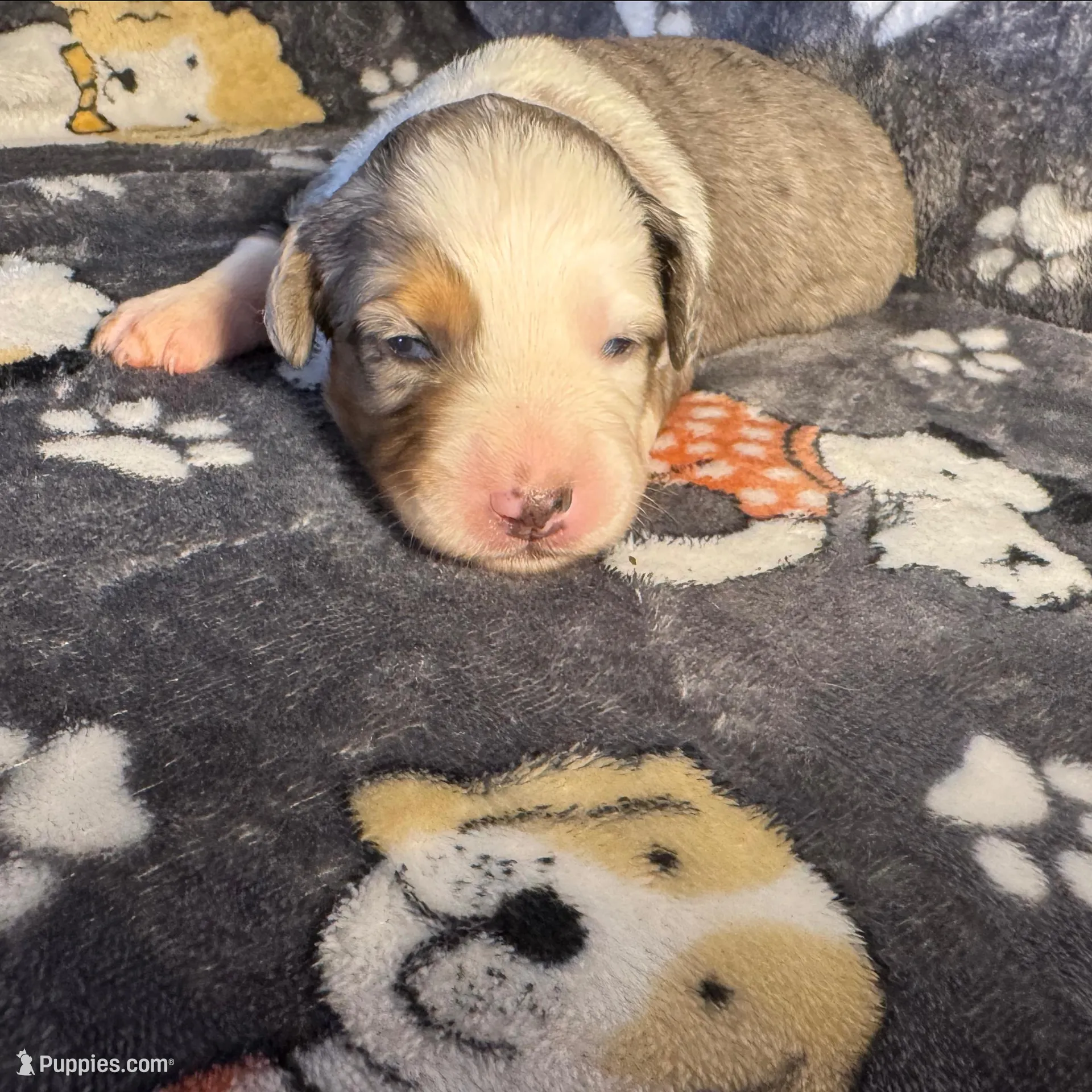 Patch, a male Miniature Australian Shepherd for sale in Bokoshe, OK – Photo 2 of 5