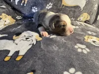 Patch, a male Miniature Australian Shepherd for sale in Bokoshe, OK – Photo 3 of 5