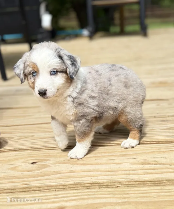 Patch – Miniature Australian Shepherd puppy for sale in Bokoshe, OK