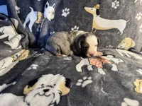 Patch, a male Miniature Australian Shepherd for sale in Bokoshe, OK – Photo 5 of 5