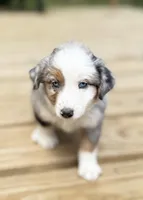 Patch, a male Miniature Australian Shepherd for sale in Bokoshe, OK – Photo 3 of 10