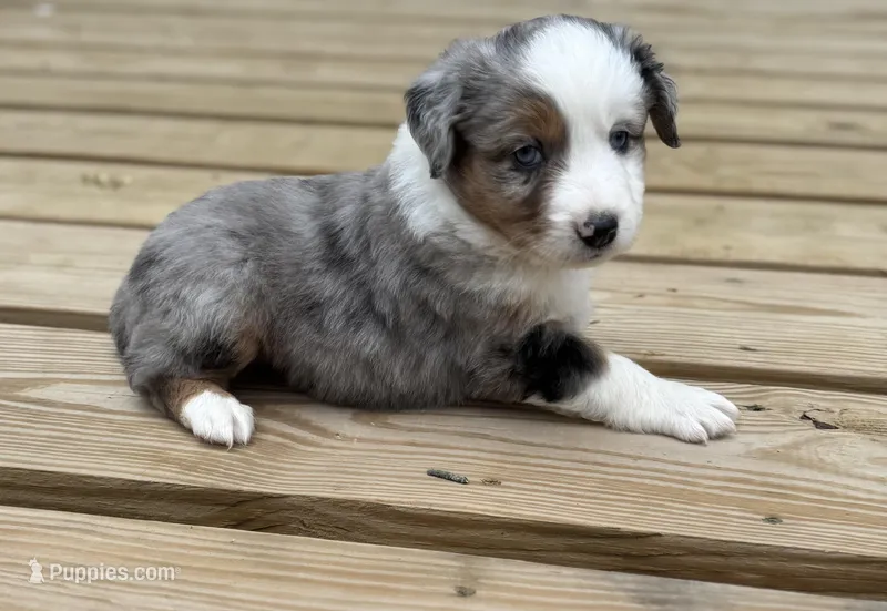 Patch – Miniature Australian Shepherd puppy for sale in Bokoshe, OK