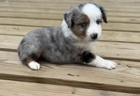 Patch, a male Miniature Australian Shepherd for sale in Bokoshe, OK – Photo 7 of 10