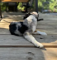 Fancy, a female Miniature Australian Shepherd for sale in Bokoshe, OK – 2 of 10