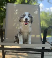 Tuck, a male Miniature Australian Shepherd for sale in Bokoshe, OK – 2 of 10