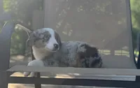 Tuck, a male Miniature Australian Shepherd for sale in Bokoshe, OK – 4 of 10