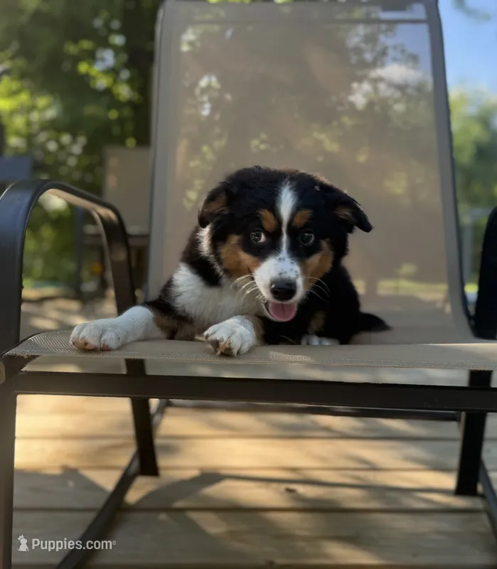 Ben – Miniature Australian Shepherd puppy for sale in Bokoshe, OK