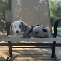 Hoss, a male Miniature Australian Shepherd for sale in Bokoshe, OK – 3 of 8
