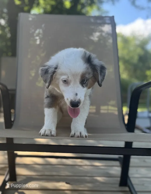 Hoss – Miniature Australian Shepherd puppy for sale in Bokoshe, OK