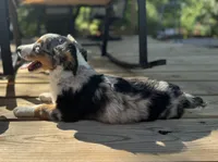 Fancy, a female Miniature Australian Shepherd for sale in Bokoshe, OK – 3 of 10