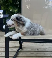 Patch, a male Miniature Australian Shepherd for sale in Bokoshe, OK – 4 of 10