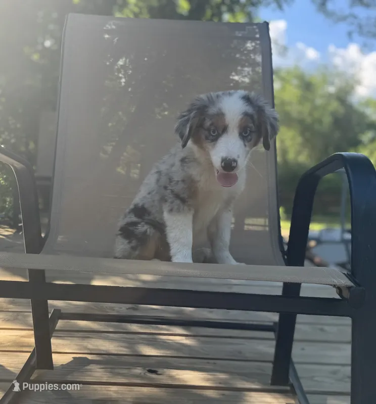 Tuck – Miniature Australian Shepherd puppy for sale in Bokoshe, OK